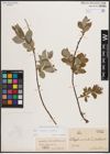 Foto von Salix caprea L. x Salix repens L.
